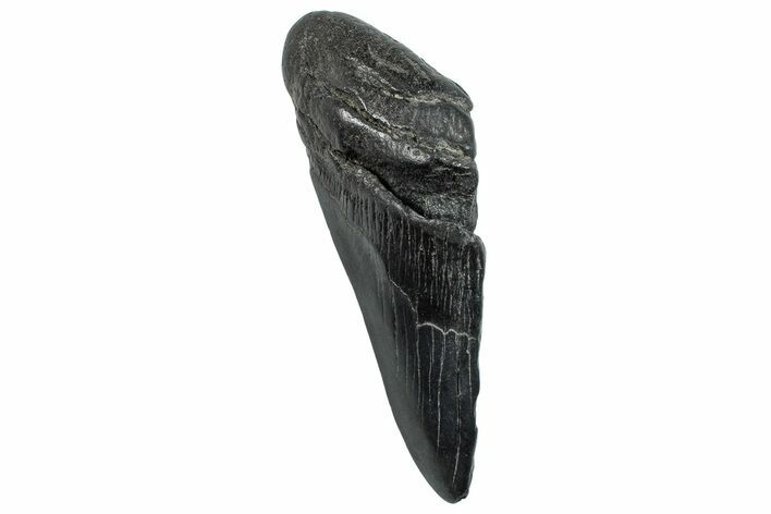 Partial Fossil Megalodon Tooth - South Carolina #293958